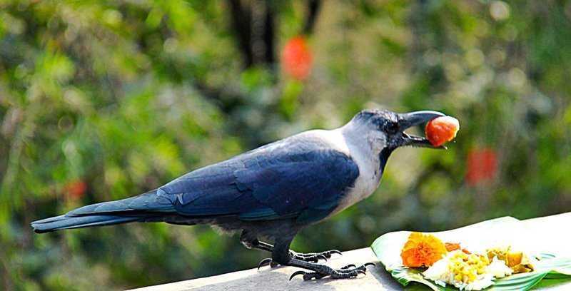 काग तिहारको दिन कसैलाई थाहा नहुने गरी खरिद गर्नुहोस् यी चीज, धनको कमि हुनेछैन  !