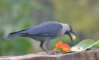 आजदेखि तिहार सुरु,  काग तिहार मनाइँदै