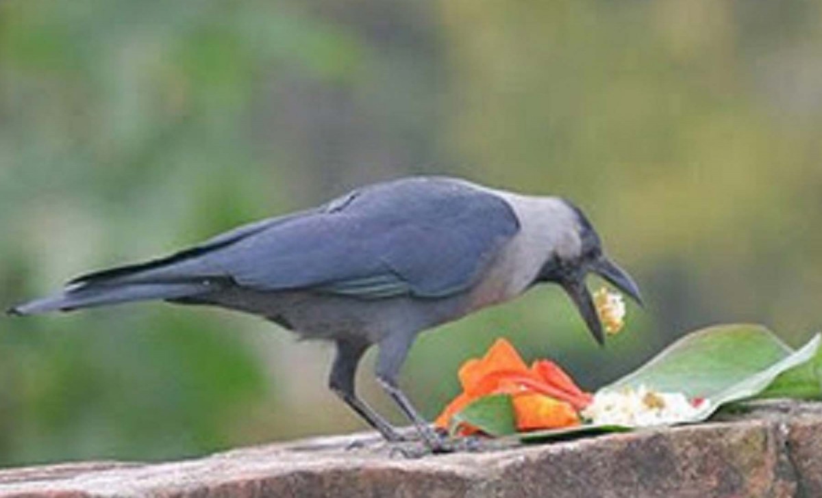 आजदेखि तिहार सुरु,  काग तिहार मनाइँदै