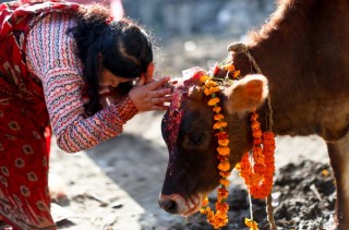 आज गाई, गोरु र गोबर्द्धन पूजा, म्ह पूजा पनि आजै