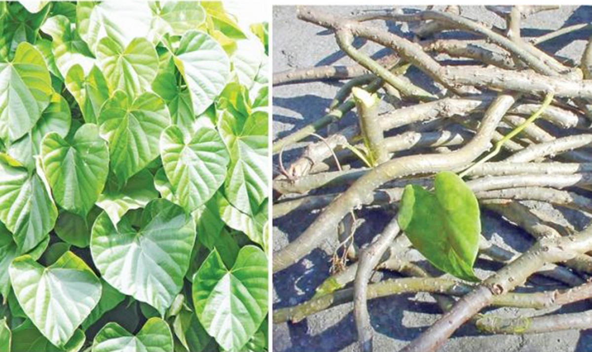 के तपाई गुर्जो (Giloy) सेवन गर्दै हुनुहुन्छ, यी कुराहरुमा ध्यान दिनुस् (भिडियो सहित)