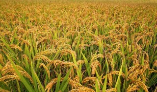 बैतडीमा धान र मकै उत्पादन बढ्यो, दलहन उत्पादनमा कमी    