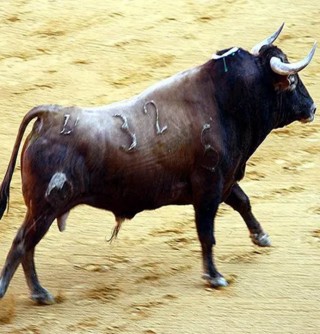 यौन उत्तेजना बढाउन साँढेलाई उत्तेजित पार्ने औषधी खाएपछि...