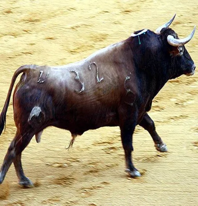यौन उत्तेजना बढाउन साँढेलाई उत्तेजित पार्ने औषधी खाएपछि...