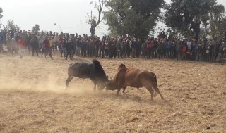 बगुवामा यसरी जुधाईयो दश हल गोरु