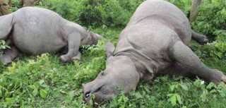 चितवनमा दुई गैँडा मृतावस्थामा फेला