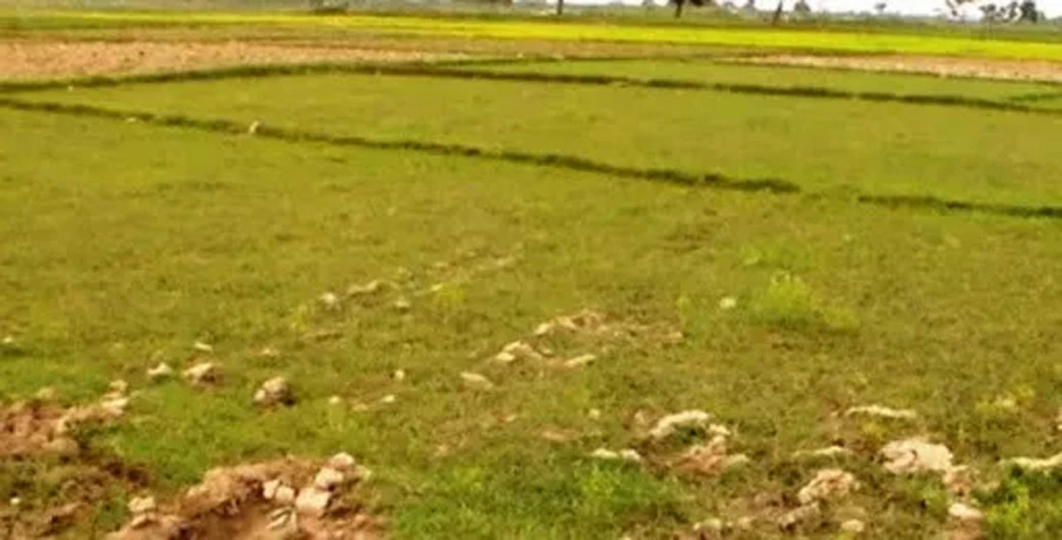 प्राविधिक शिक्षालय भवनका लागि १० कठ्ठा जग्गादान