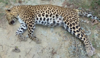 सवारीको ठक्करबाट चितुवाको मृत्यु