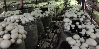 च्याउको बीउ बेचेर मासिक  रु एक लाख आम्दानी