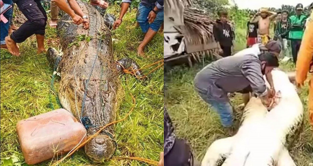 जब गोहीले ८ बर्षको बालकलाई स्वात्तै निल्यो, अनि पेट चिरेर यसरी निकालियो बाहिर 