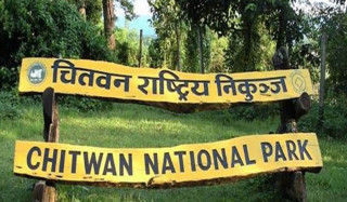 चितवन राष्ट्रिय निकुञ्जमा गैँडा र बाघ मृत फेला