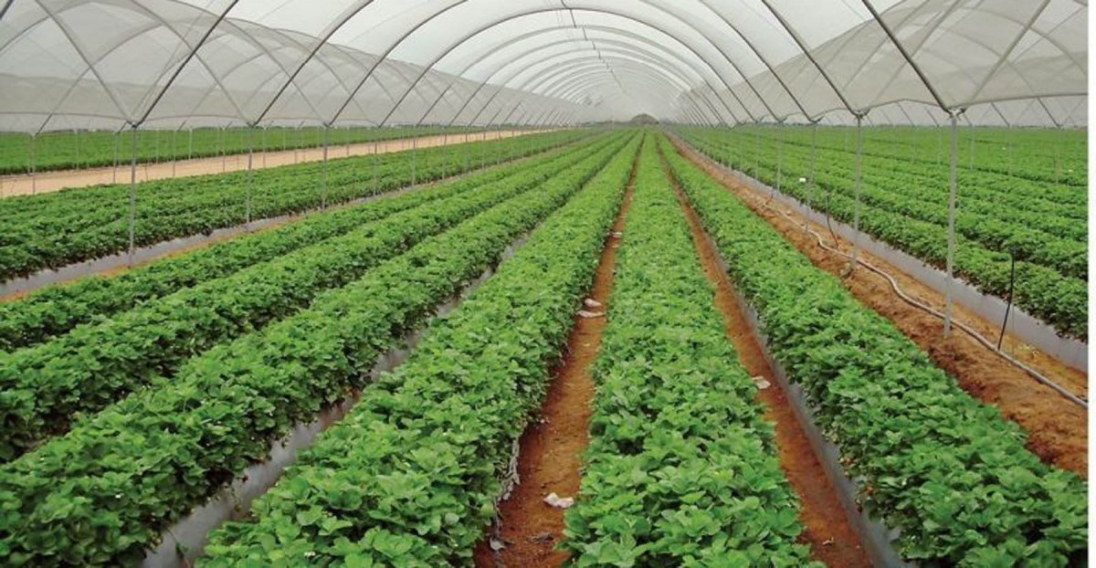 कृषि कर्ममा रमाउँदै जनप्रतिनिधि