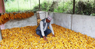 वर्णशङ्कर (हाइब्रिड) मकैको बीउ उत्पादनसम्बन्धी तालीम सम्पन्न