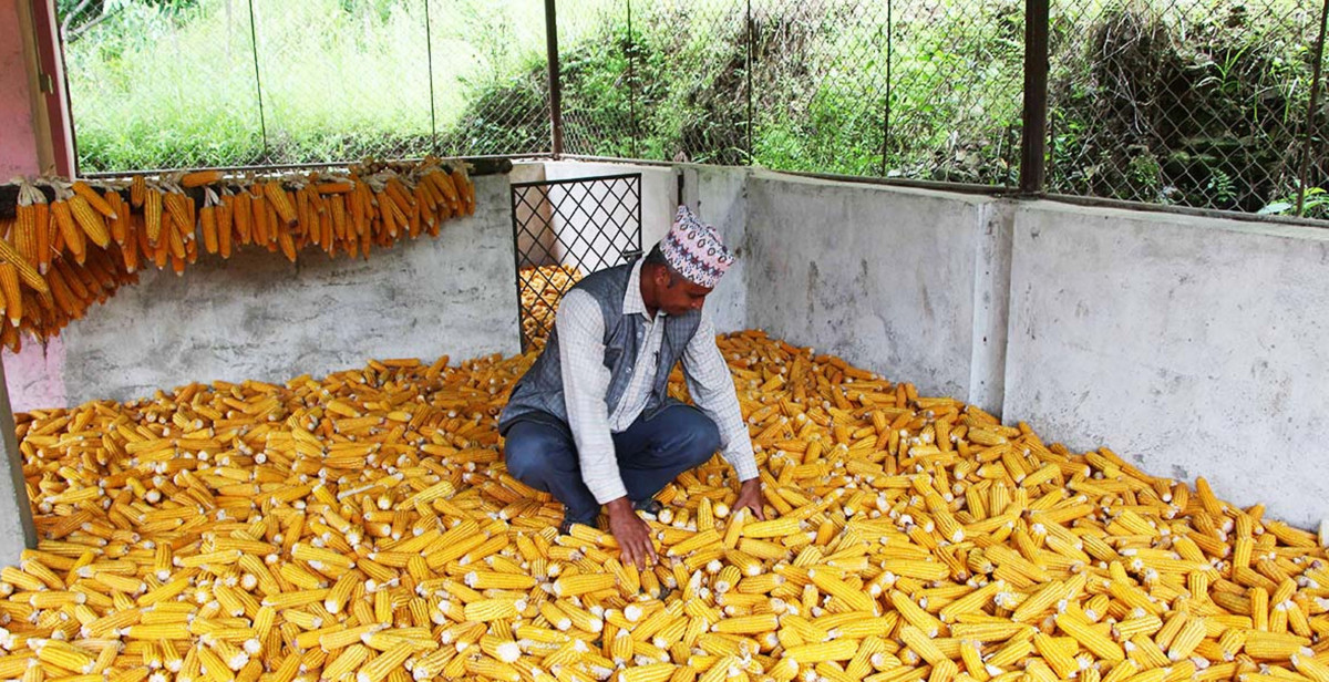 वर्णशङ्कर (हाइब्रिड) मकैको बीउ उत्पादनसम्बन्धी तालीम सम्पन्न