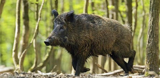 बँदेलको समूहले गहुँबाली सखाप पार्दै