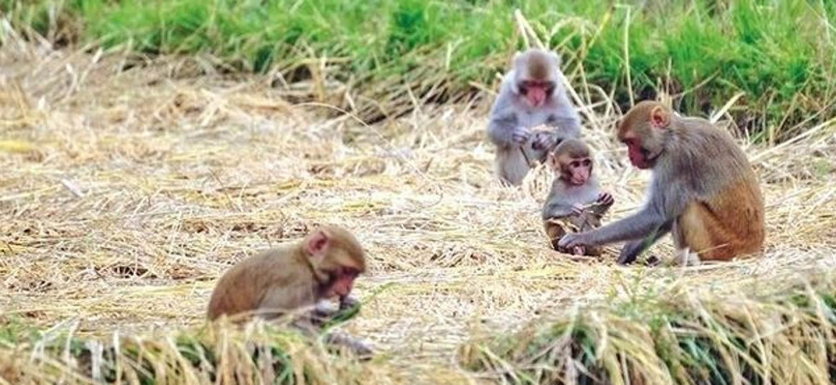 खाद्यन्न बाली नोक्सानी पुर्याउने बाँदर धपाउन उपकरण वितरण