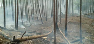 शिकार आरक्षमा आगलागी हुँदा ३० हेक्टर वन नष्ट