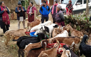 सियारीमा पशुपालक किसानलाई अनुदान