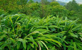 अलैँची किसान यान्त्रिकीकरणतर्फ आकर्षित