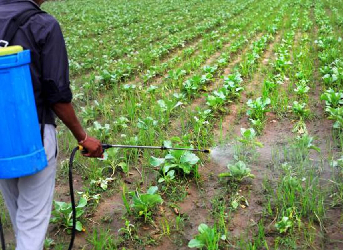 तरकारीमा विषादी बढेपछि किसानलाई सचेत गराइँदै