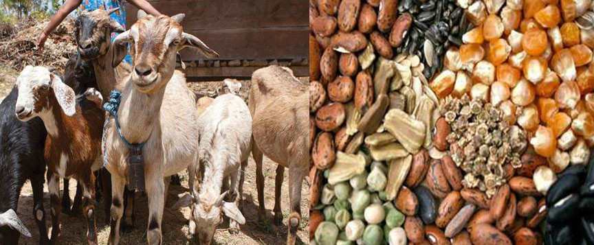 तनहुँमा अपाङ्गतालाई बाख्रा, कृषकलाई बीउ वितरण