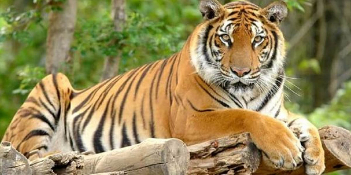 बाघको आक्रमणबाट १ जनाको मृत्यु