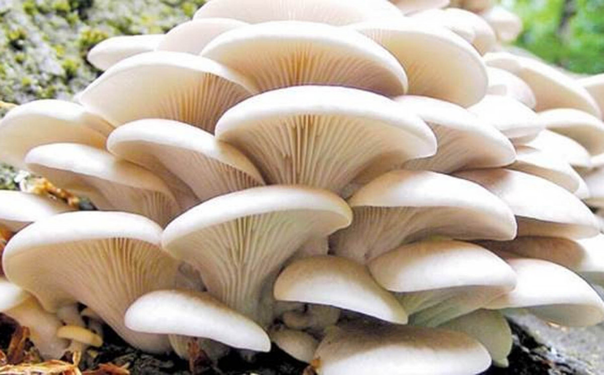 क्यान्सर र मुटु रोगबाट बच्न खानुहोस् च्याउ, यस्ता छन् फाइदै फाइदा
