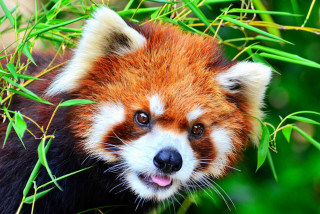 रेडपाण्डा सिकारी कारागार चलान