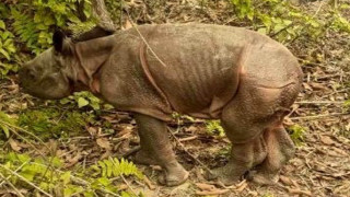 नेपाली सेनाको टोलीले जंगलबाट गरे केटीलाई उद्धार