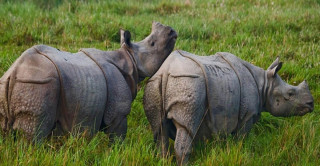 गैँडा गणना आज सकिने