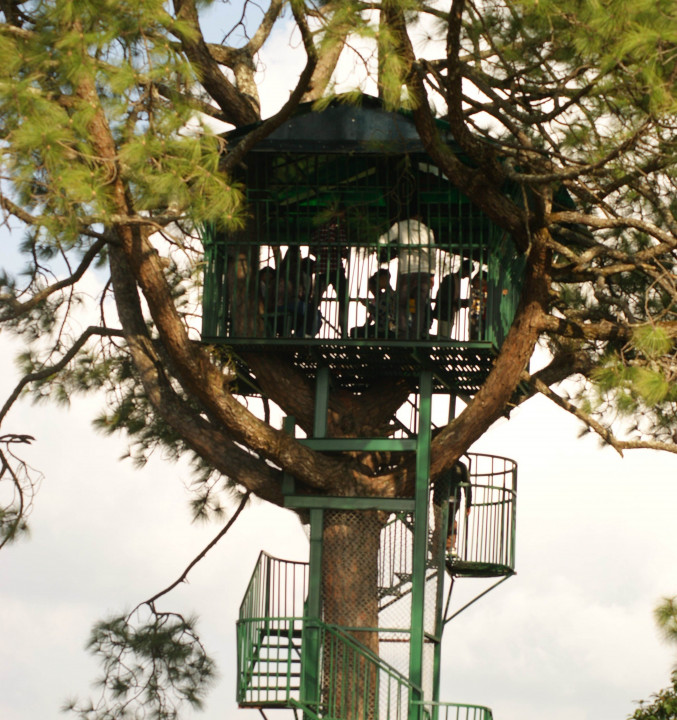 रुखमाथि बनेको ‘घर’ ले आकर्षण थप्दै