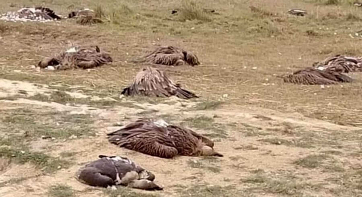 एकै पटक मरे ७० भन्दा बढी गिद्ध