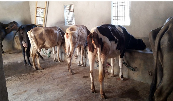 नब्याएको बाच्छीले दूध दिन थालेपछि...