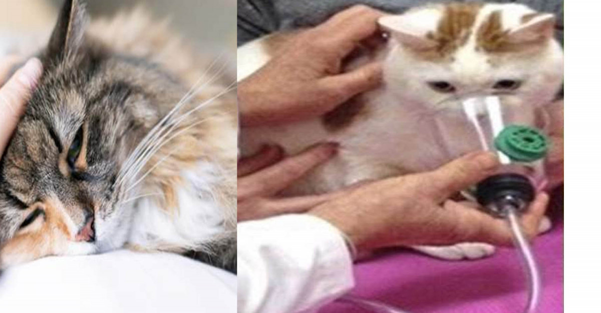 मान्छेबाट कोरोना सरेको दुई बिरालो बिरामी  !