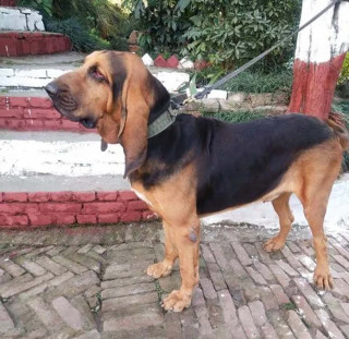 बारा घटना अपडेट : थप अनुसन्घानका लागि प्रहरीले लियो कुकुरको सहाएता