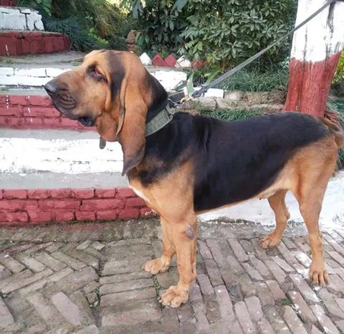 बारा घटना अपडेट : थप अनुसन्घानका लागि प्रहरीले लियो कुकुरको सहाएता