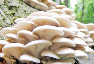 जङ्गली च्याउ खाँदा एकको मृत्यु,  एक बिरामी