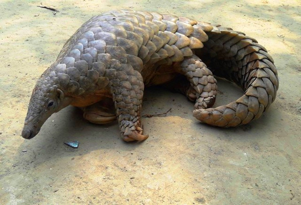 गोरखाको आरुघाट क्षेत्रबाट सालकको उद्धार    