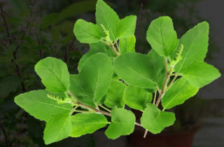 तुलसी सेवन गर्नुभएको छ ? यस्ता छन् फाइदा