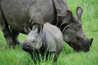 मृतावस्थामा दुई गैँडा फेला