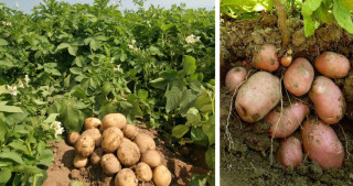 किसानलाई आलु खेतीतर्फ आकर्षित गर्न क्षेत्र विस्तार