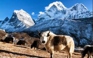 सङ्कटमा चौंरी र याकः संरक्षणका लागि बीमा