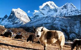 सङ्कटमा चौंरी र याकः संरक्षणका लागि बीमा