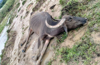 चितवन राष्ट्रिय निकुञ्जमा मृत अवस्थामा अर्ना फेला