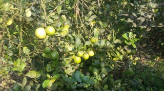 कागती खेती अभियानमा गौरीगञ्जका ज्ञानहरि