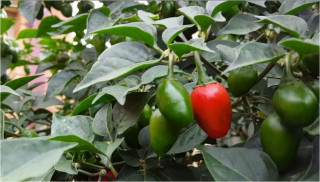 अकबरे खुर्सानी नियमित खानुस्, यस्तो हुन्छ फाइदा