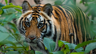 बस्तीमा देखिने बाघलाई अझै नियन्त्रणमा लिन सकिएन
