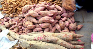 जाडो मौसममा  शखरखण्ड खानुका  यस्ता छन्  फाइदाहरु