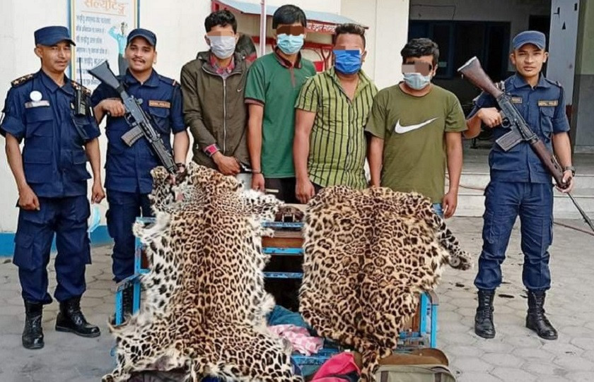 चितुवाको छालासहित बूढानीलकण्ठबाट चार पक्राउ