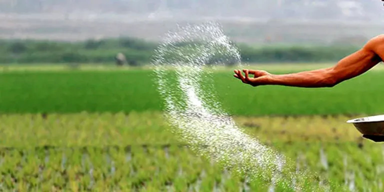 रासायनिक मल नपाउँदा किसान निराश   